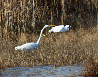 Little Egret - Egretta garzetta & Great Egret - Ardea alba