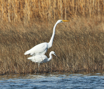 Little Egret - Egretta garzetta & Great Egret - Ardea alba