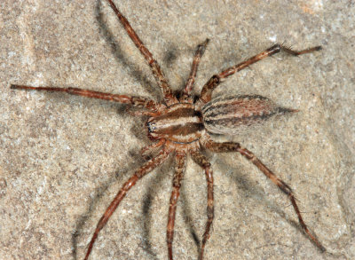 Funnel Spiders - Agelenidae