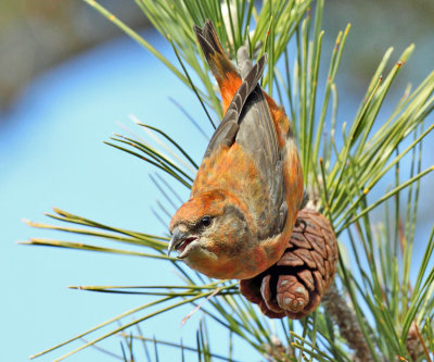 Red Crossbill - Loxia curvirostra (male)