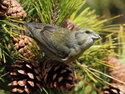 Red Crossbill - Loxia curvirostra (female)