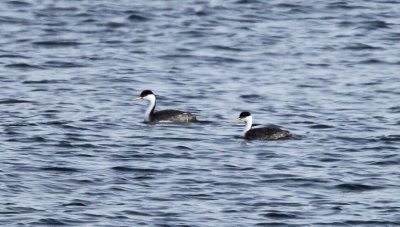 Western Grebe - Aechmophorus occidentalis 