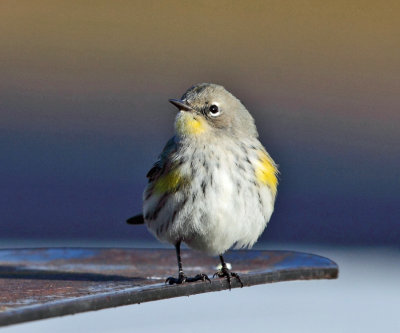 Yellow-rumped Warbler (Audubon's) - Setophaga coronata