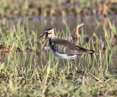 Northern Lapwing - Vanellus vanellus