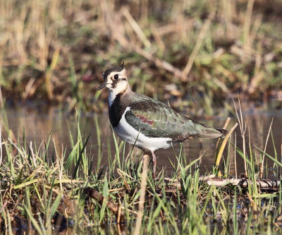 Northern Lapwing - Vanellus vanellus