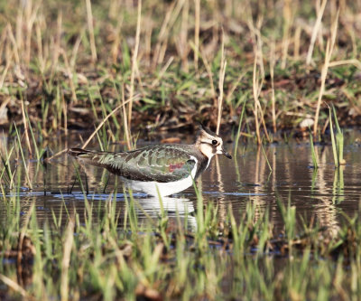 Northern Lapwing - Vanellus vanellus