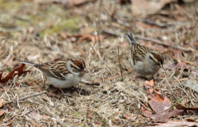 Chipping Sparrow - Spizella passerina