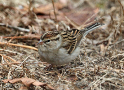 Chipping Sparrow - Spizella passerina