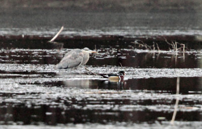 Great Blue Heron - Ardea herodias         & Wood Duck - Aix sponsa