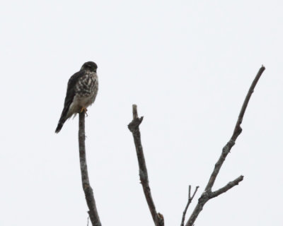 Merlin - Falco columbarius