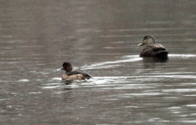 Greater Scaup - Aythya marila