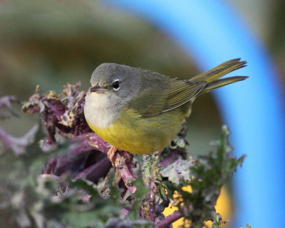 MacGillivray's Warbler - Geothlypis tolmiei