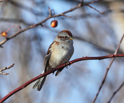 American Tree Sparrow - Spizella arborea