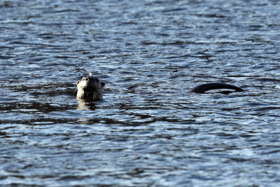 River Otter - Lontra canadensis