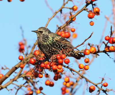 European Starling - Sturnus vulgaris