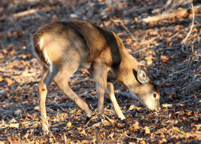 White-tailed Deer - Odocoileus virginianus