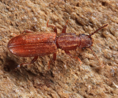 Sawtoothed Grain Beetle - Oryzaephilus surinamensis