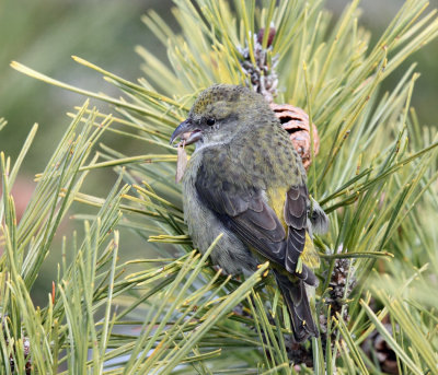 Red Crossbill - Loxia curvirostra