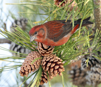 Red Crossbill - Loxia curvirostra