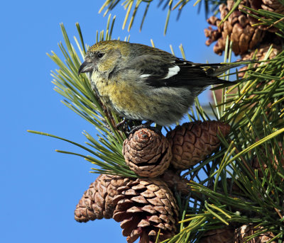 White-winged Crossbill - Loxia leucoptera