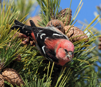 White-winged Crossbill - Loxia leucoptera