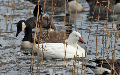 Snow Goose - Chen caerulescens