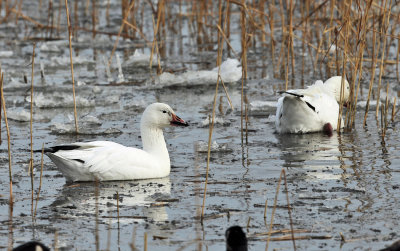 Snow Goose - Chen caerulescens