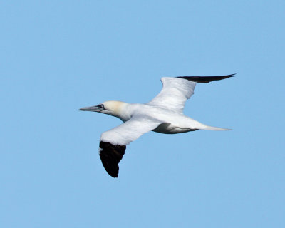 Northern Gannet - Morus bassanus