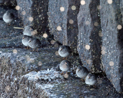 Purple Sandpiper - Calidris maritima