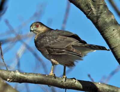 Sharp-shinned Hawk - Accipiter striatus