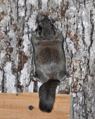 Southern Flying Squirrel - Glaucomys volans