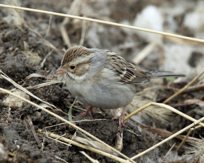 Clay-colored Sparrow - Spizella pallida