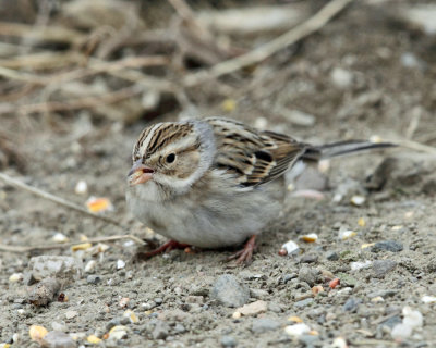 Clay-colored Sparrow - Spizella pallida