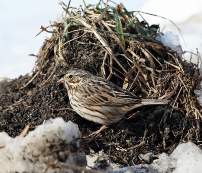 Savannah Sparrow - Passerculus sandwichensis