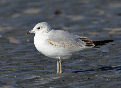 Ring-billed Gull - Larus delawarensis (immature)