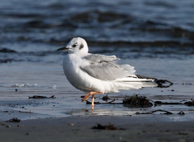 Bonaparte's Gull - Chroicocephalus philadelphia 