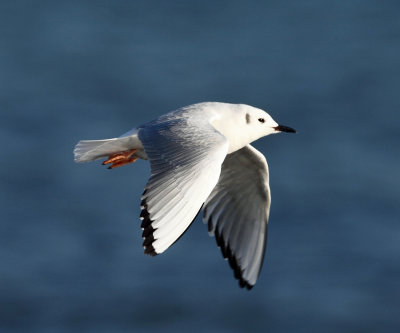 Bonaparte's Gull - Chroicocephalus philadelphia