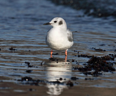 Bonapartes Gull - Chroicocephalus philadelphia