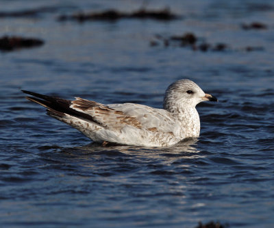 Ring-billed Gull - Larus delawarensis (immature)