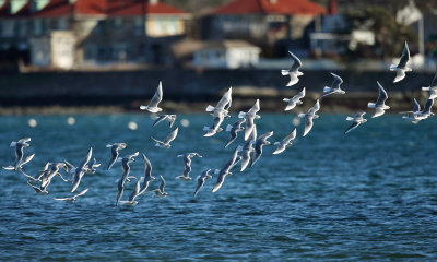 Bonaparte's Gulls - Chroicocephalus philadelphia