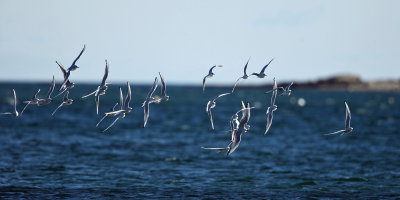 Bonaparte's Gulls - Chroicocephalus philadelphia