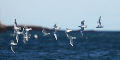 Bonaparte's Gulls - Chroicocephalus philadelphia