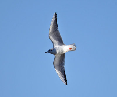 Bonaparte's Gull - Chroicocephalus philadelphia