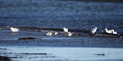 Bonaparte's Gulls - Chroicocephalus philadelphia & Sanderling - Calidris alba