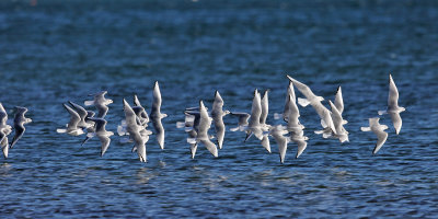 Bonaparte's Gulls - Chroicocephalus philadelphia