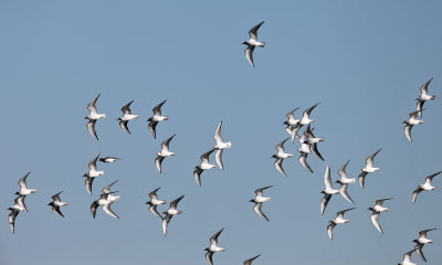 Bonaparte's Gulls - Chroicocephalus philadelphia