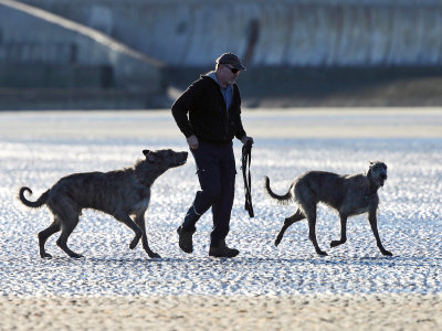 Guy walking Irish Wolfhounds
