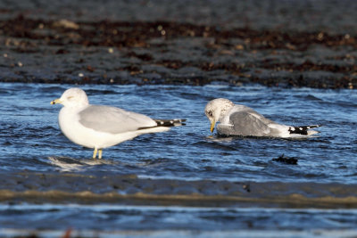 Mew Gull - Larus canus (bathing)