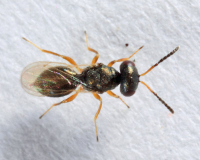 Pteromalidae