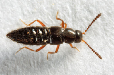 Ocyusa sp.